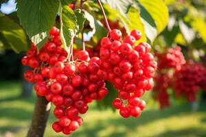 racimos de brillante serbal bayas debajo luz de sol. fresas en un árbol en medio de verde follaje. concepto de cosecha estación, fauna silvestre alimento, y rústico encanto foto