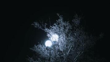 Winter walk. Beautiful lanterns and snow-covered tree branches in winter. Cold weather. Beautiful street lighting. Icy and snowy branches video