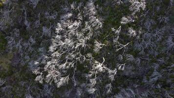 Antenne Drohne Aussicht von verbrannt Bäume im Wald auf das Klippen. Weiß Bäume. Hintergründe und Texturen. filmisch Schuss. Klima ändern. Ökologie. Umfeld. video