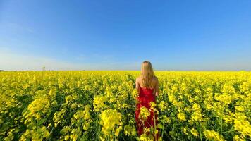 caucásico mujer caminando mediante escénico amarillo colza campo en primavera video
