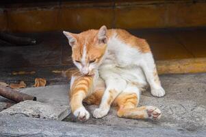 an orange cat or ginger cat or marmalade cat or tabby cat who is self-grooming photo