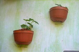 two plastic pots filled with small plants against the wall photo