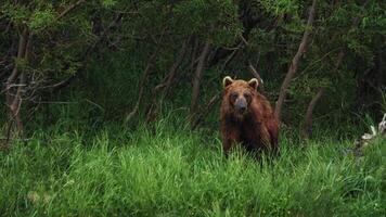 lento movimento. orso cucciolo sta su il verde fiume banca video