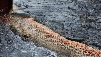 atrapado pescado en redes pescar vientos alisios corazón lento movimiento red lleno con atrapado pescado promesas culinario exploración. atrapado pescado en redes Mariscos de la industria columna vertebral asegurando captura para global mesas. video