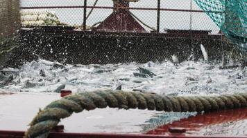 un lento movimiento Disparo de rosado salmón salpicaduras en un pescar red video