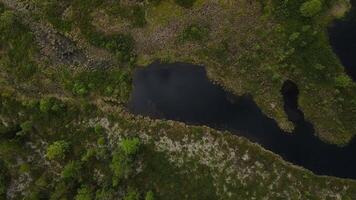 antenne visie van een meer met boomstructuur kusten en weelderig groen gras video