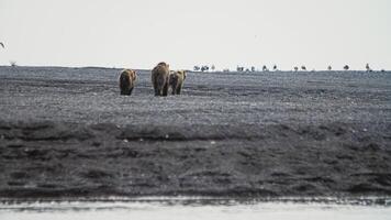 lent mouvement une mère marron ours et sa deux petits marcher le long de une rocheux plage video