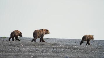 Slow motion A mother brown bear and her two cubs walk along a rocky beach video
