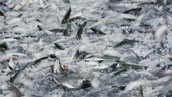 A slow motion shot of pink salmon splashing in a fishing net video