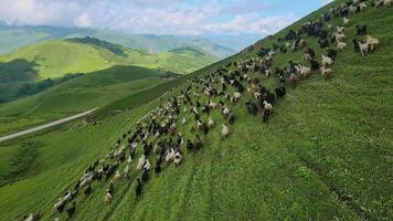 gregge di pecora corre attraverso verde actoprak passaggio aereo Visualizza naturale bellezza la tranquillità pecora gregge nel maestoso montagne bellezza sereno. gregge di pecora simbolo di incontaminata natura selvaggia serenità calma. video