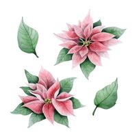 Pink poinsettia Christmas flowers and leaves watercolor illustration set. Winter holidays florals collection of elements vector