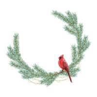 Christmas tree branches with red cardinal bird round wreath frame watercolor illustration for winter holidays greetings vector