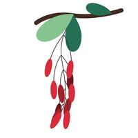 red berry branch vector