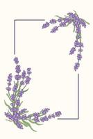 rectangular marco de mano dibujado lavanda. provence floral hierbas con púrpura flores floración lavanda reunido en ramos de flores vector