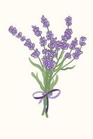 Hand drawn lavender bouquet with purple ribbon. Provence floral herbs with purple flowers. Lavender blooming. vector