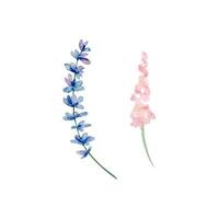 Watercolor wildflowers, delicate botanical illustration vector