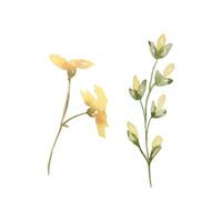 Watercolor wildflowers, delicate botanical illustration vector