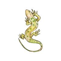 Watercolor green lizard, desert animals vector