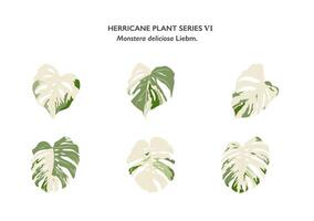 set of Monstera leaves isolated on background vector