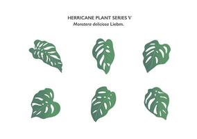 Monstera leaves ornament isolated on white background series5 vector