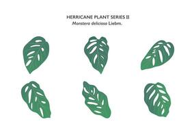 monstera hojas ornamento aislado en blanco antecedentes serie1 vector