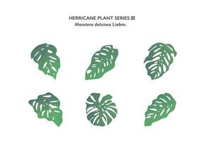 Monstera leaves ornament isolated on white background series2 vector