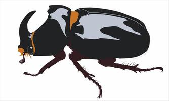 illustration of a black horned beetle on a white background vector