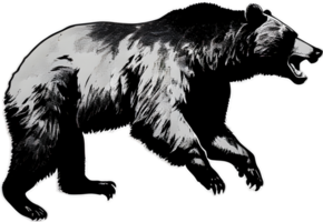 Close-up drawing of a ferocious bear. Ai Generate png