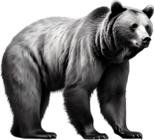 Close-up drawing of a ferocious bear. Ai Generate png