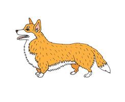 mano dibujado garabatear bosquejo corgi perro vector