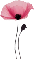 Close-up painting of poppy flowers. Ai Generate png