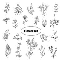 Set of drawings of meadow flowers in cartoon style on a white background, drawn by hand. vector