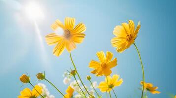 amarillo flor cosmos floración con Brillo Solar y azul cielo antecedentes , foto