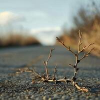 un espina en el asfalto, borroso antecedentes de césped y cielo, suave luz, de cerca, superficial profundidad de campo, macro lente, atención en el rama con borroso la carretera en el distancia. foto