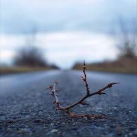 A thorn on the asphalt, blurred background of grass and sky, soft light, closeup, shallow depth of field, macro lens, focus on the branch with blurry road in the distance. photo