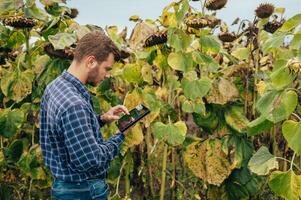 agrónomo sostiene tableta toque almohadilla computadora en el girasol campo y examinando cultivos antes de cosecha. agronegocios concepto. agrícola ingeniero en pie en un girasol campo con un tableta. foto