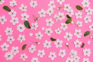 cherry flowers on the pink background. spring background photo