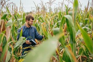 Agronomist holds tablet touch pad computer in the corn field and examining crops before harvesting. Agribusiness concept. agricultural engineer standing in a corn field with a tablet. photo
