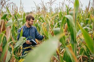 agrónomo sostiene tableta toque almohadilla computadora en el maíz campo y examinando cultivos antes de cosecha. agronegocios concepto. agrícola ingeniero en pie en un maíz campo con un tableta. foto