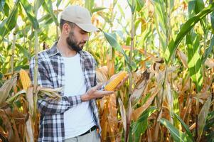 A male farmer or agronomist is working in a corn field. The concept of agriculture photo