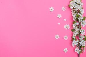 photo of spring white cherry blossom tree on pink background. View from above, flat lay, copy space. Spring and summer background