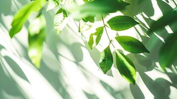 Leaf shadow and light on wall blur background Nature tropical leaves tree branch shade with sunlight on white wall texture for background wallpaper and design, photo