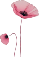 Close-up painting of poppy flowers. Ai Generate png