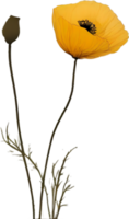 Close-up painting of poppy flowers. Ai Generate png