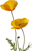 Close-up painting of poppy flowers. Ai Generate png