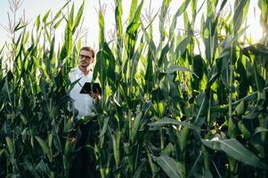 agrónomo sostiene tableta toque almohadilla computadora en el maíz campo y examinando cultivos antes de cosecha. agronegocios concepto. agrícola ingeniero en pie en un maíz campo con un tableta en verano. foto