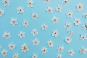 photo of spring white cherry blossom tree on blue background. View from above, flat lay, copy space. Spring and summer background. cherry blossom on a blue background