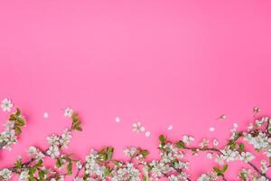 photo of spring white cherry blossom tree on pink background. View from above, flat lay, copy space. Spring and summer background