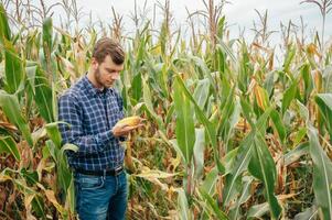 Agronomist holds tablet touch pad computer in the corn field and examining crops before harvesting. Agribusiness concept. agricultural engineer standing in a corn field with a tablet. photo