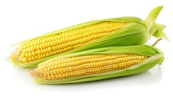 Two ears of corn isolated on white background closeup. Sweet corn photo